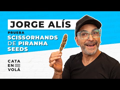JORGE ALIS PRUEBA SCISSORHANDS DE PIRANHA SEEDS