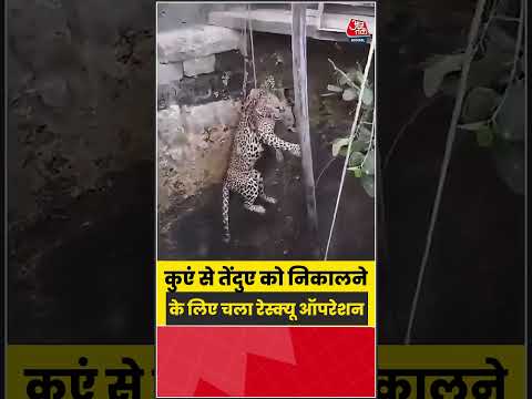 Viral: जब सड़क पर टहलता दिखा टाइगर, मचा हड़कंप #viral  #trending #ATShorts