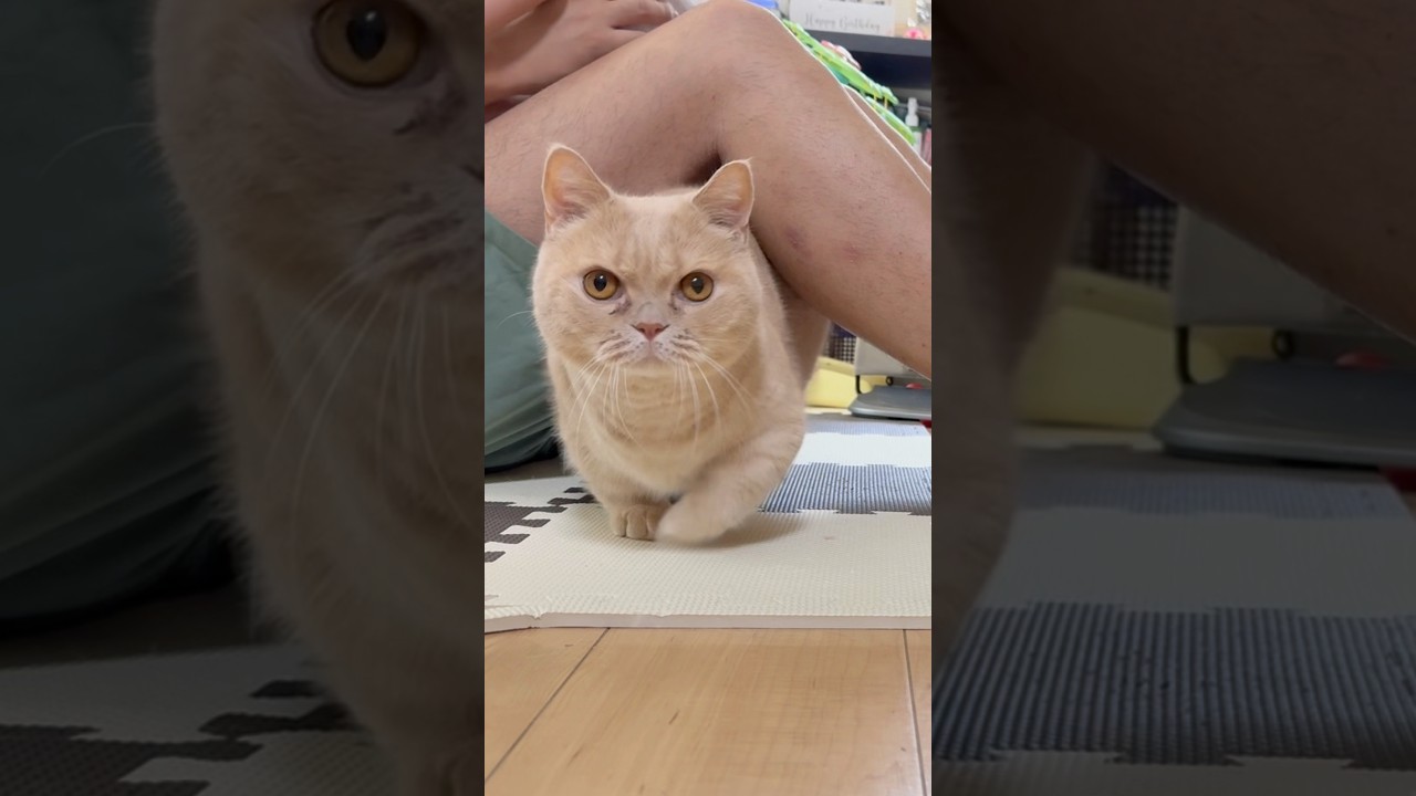 むぎが甘えん坊してて可愛かった🧸#むぎあお #マンチカン #スコティッシュフォールド #cat #猫 #癒し