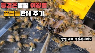 말벌트랩에 들어온 등검은말벌 여왕벌! 적장 잡아서 꿀벌들한테 바쳤습니다.
