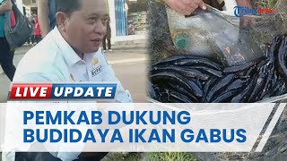 Pemkab Banyuasin Mulai Melirik Potensi Budidaya Ikan Gabus, Kaya Manfaat dari Daging hingga Tulang