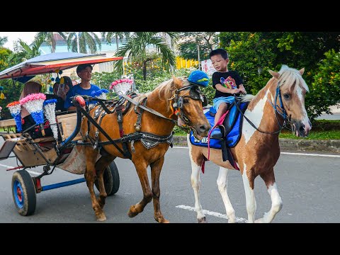 NAIK KUDA | KUDA DELMAN - NAIK DELMAN ISTIMEWA | HORSE