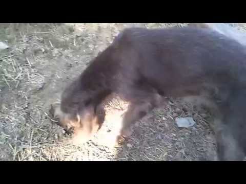 Drahthaar da tartufo femmina