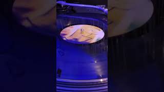 U2 - The Lounge Fly Mix #shorts