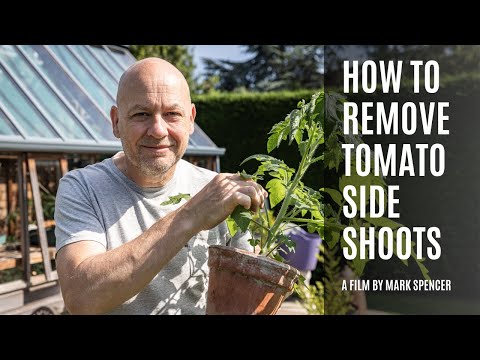 Tomato Side Shoot Removal