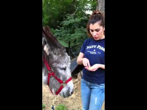 How to Feed a Donkey