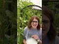 Best Way to Kill Squash Bugs & Cucumber Beetles