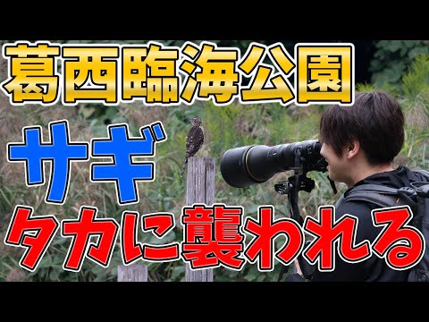 タイヒ鳥類公園 - 定義