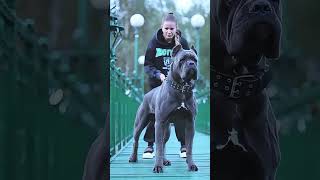 MONTAGEM COMA VIRAL SOUND ON YOUTUBE #dog #puppy #dogcoach #dogtraining #TYPEDOG #viral #fyp