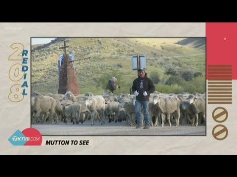 208 Redial: There's lots of mutton to see here