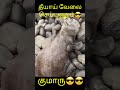 Funny Videos Animal Funny Youtube Shorts Viral Tamilan Media