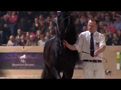 Hengstenkeuring 2018: Rubiek 6