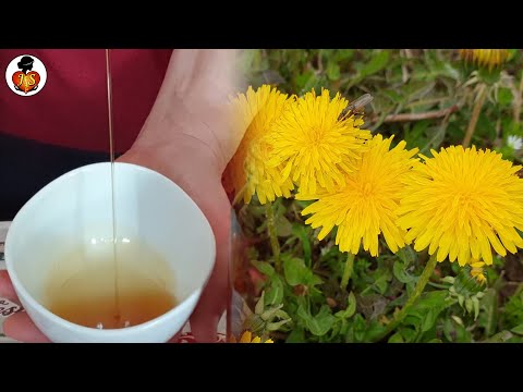 Löwenzahnhonig, medizinischer und starker Gesundheitsschutzschutz