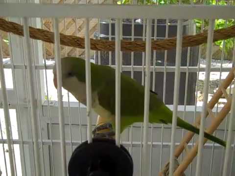 2 Jose The Best Talking Quaker Parrot in the World (11 months)