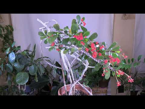 Euphorbias: Learn all about these spiny plants / Viewer inspired