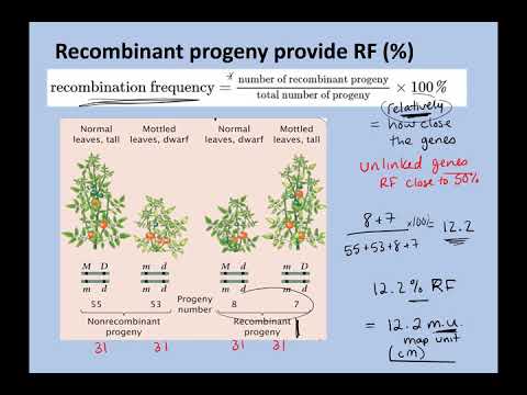 Ch 7 Linked genes online lecture
