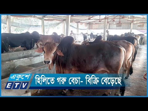 কোরবানির ঈদকে সামনে রেখে গরু বেচা- বিক্রি বেড়েছে | ETV News
