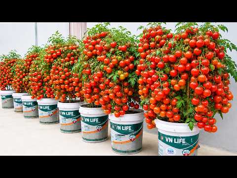 Secret Bucket Hack: Record Tomato Yield on Balcony - Zero Yard!