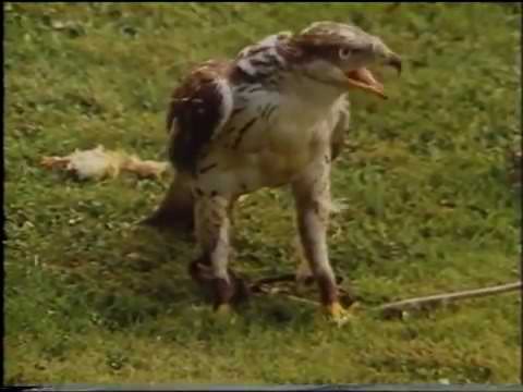 🐾 The Falconer's Tale - 1984 (Full Documentary)