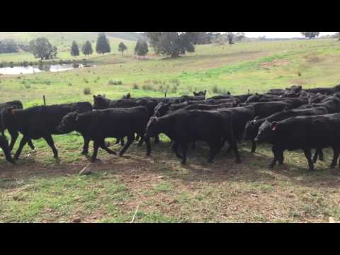40 ANGUS HEIFER WEANERS A/C PINEHILL PASTORAL