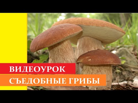 Съедобные грибы (Внешний вид для сбора).  По информации с сайта vsegriby.ru