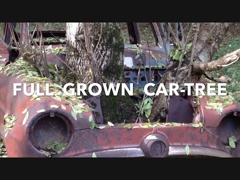 Thumbnail for Forest Find: Simca Aronde by Simca