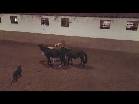 Nils,Wakahn,Elias & Elan