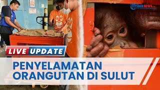 Seekor Orangutan, Astuti Nyaris Diselundupkan ke Filipina lewat Manado, Berhasil Direhab di Berau