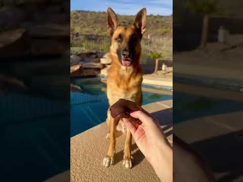 🐶 Don’t throw away your turkey guts! 🦃🫀🫁 #shorts