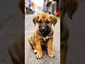 Puppy do you know why I am sad #dog #cute #cuteanimal #cutedog #doggybestfriend #puppy