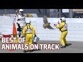 Best of NASCAR: On-track animal moments