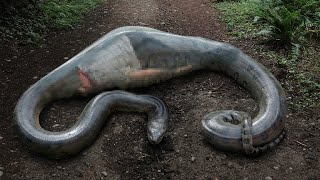 This Man Woke Up Inside the Giant Anaconda! How Did He Survive? What Happened to His Body?