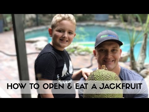 How to OPEN & EAT A JACKFRUIT, Plus Saving Seeds for Growing Trees