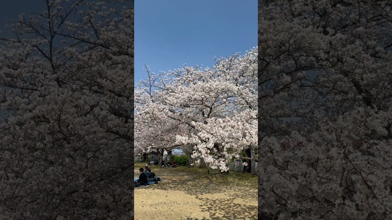 Steven went to the park to see cherry blossoms. The flower is called Sakura. #japan #sakura