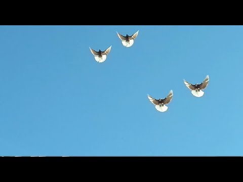 , title : 'Beautiful High Flying Russian Nikolaevskie Pigeons'