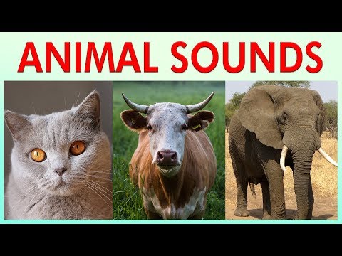 ANIMAL SOUNDS COMPILATION for Preschoolers, Kindergarten - Kids Learning Videos