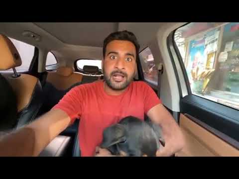 rottweiler mini zoo main a gay