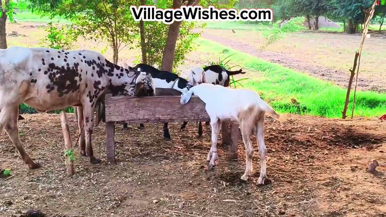 Meet Our Village Animals - Click to play