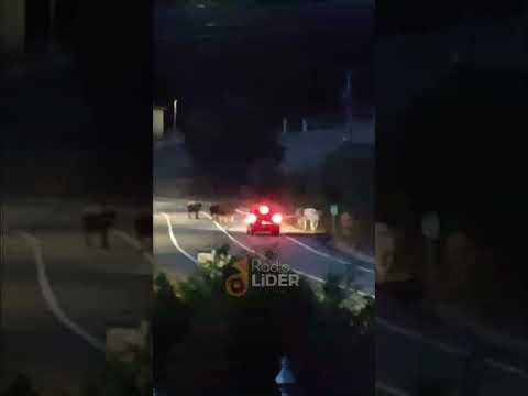 Nuevas imágenes de ganado cruzando sin control la DO-8203, en Corexo (Marrozos, Santiago)