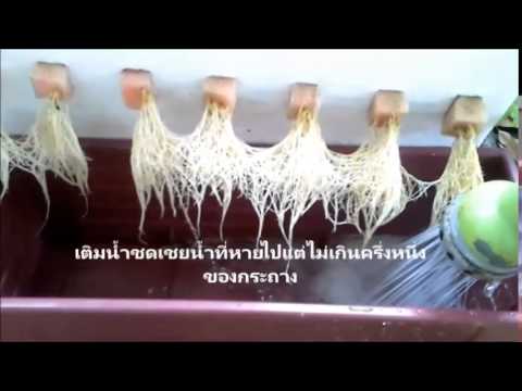 ปลูกผักไร้ดิน