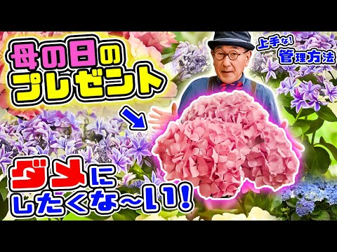 アジサイの植え付けの最も重要なヒント 植物