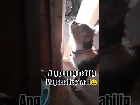 Ang pusang mahilig mag scratch ng kuko sa wall #cute #cutiepieseries