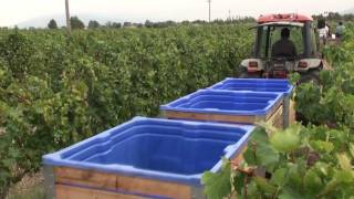 preview picture of video 'Allee Bleue Vineyards'