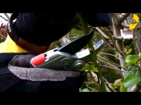 Der richtige Rosenschnitt von www.gartenzwerg.tv