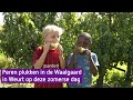 Hele families komen hier peren plukken in de zon