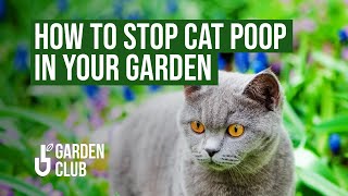 How to STOP CAT POOP 🐈💩 In Your Garden