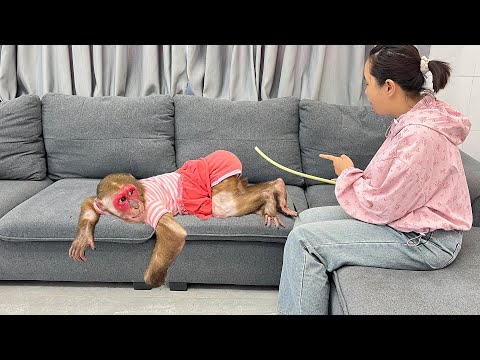 Kobi fought with baby monkey Mon and how her mother punished her