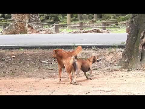 Dog meeting  || Mating of dogs
