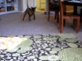 Ruby Day 1 Fetch