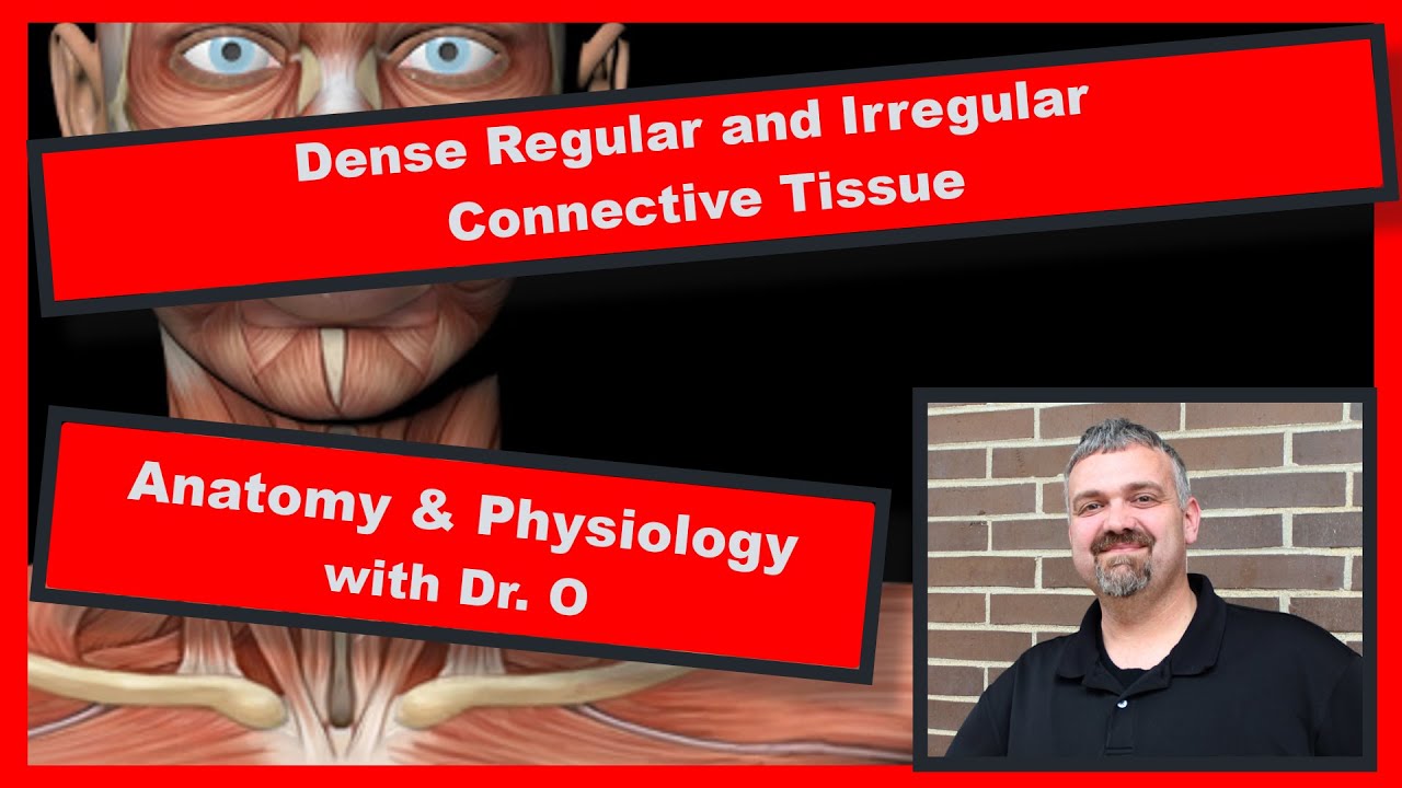 Dense Regular and Irregular Connective Tissue:  Anatomy and Physiology